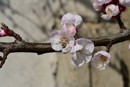 Téléchargez les photos : Beau cerisier en fleur dans le jardin - en image libre de droit
