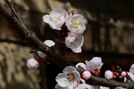 Téléchargez les photos : Beau cerisier en fleur dans le jardin - en image libre de droit