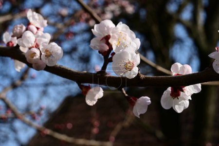 Téléchargez les photos : Belles fleurs de cerisier sur l'arbre dans le jardin - en image libre de droit