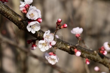 Foto de Hermosa flor de cerezo en el árbol en el jardín - Imagen libre de derechos
