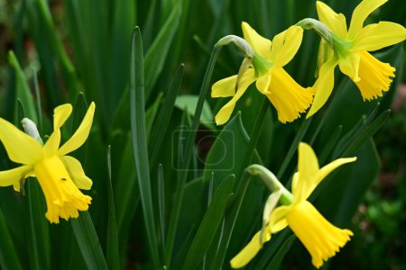 Foto de Hermosas flores de narciso de primavera en el jardín - Imagen libre de derechos