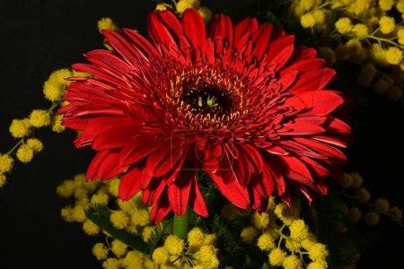 Téléchargez les photos : Belles fleurs printanières sur fond sombre. concept de printemps. - en image libre de droit