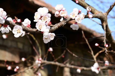 Téléchargez les photos : Belles fleurs de cerisier fleurissent dans le jardin - en image libre de droit