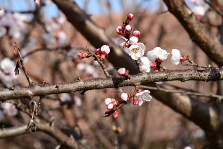 Téléchargez les photos : Belles fleurs de cerisier fleurissent dans le jardin - en image libre de droit