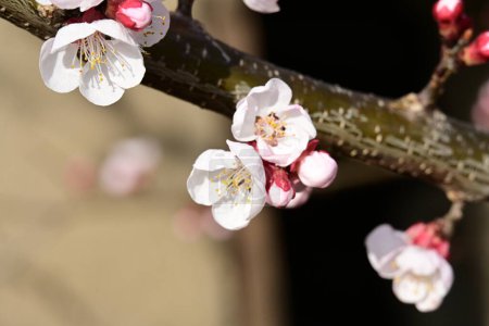 Photo for Beautiful cherry flowers blossom in the garden - Royalty Free Image