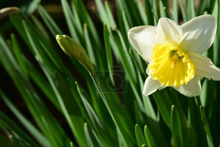 Foto de Primer plano de hermosa flor de narciso en el jardín - Imagen libre de derechos