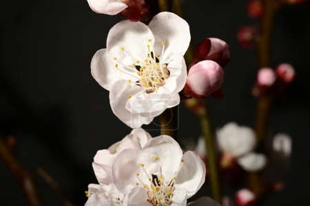 Foto de Hermosas flores de cerezo en el árbol, de cerca - Imagen libre de derechos