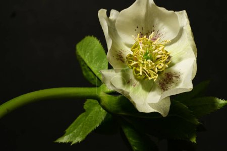 Téléchargez les photos : Belle fleur de printemps sur fond sombre. concept de printemps. - en image libre de droit