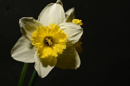 Téléchargez les photos : Belles jonquilles de printemps sur fond sombre. concept de printemps. - en image libre de droit