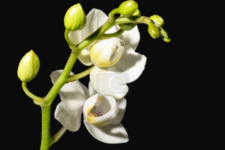 Téléchargez les photos : Orchidée blanche isolée sur fond noir - en image libre de droit