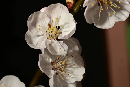 Téléchargez les photos : Belle fleur de cerisier sur l'arbre dans le jardin - en image libre de droit