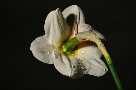 Téléchargez les photos : Fleur d'iris blanc avec des gouttes d'eau sur le fond noir - en image libre de droit