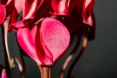 Foto de Hermosos tulipanes rojos sobre fondo negro
. - Imagen libre de derechos