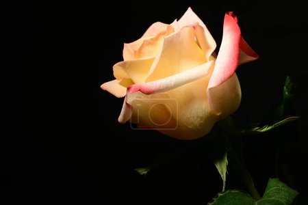 Téléchargez les photos : Belle fleur rose sur fond sombre. concept de printemps. - en image libre de droit