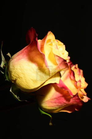 Téléchargez les photos : Belles fleurs roses sur fond sombre. concept de printemps. - en image libre de droit