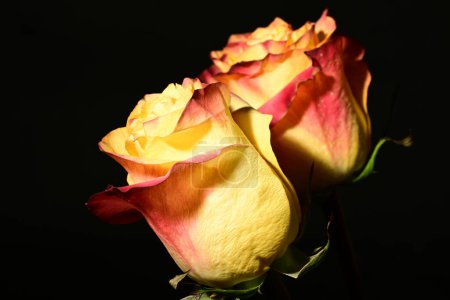 Téléchargez les photos : Belles fleurs roses sur fond sombre. concept de printemps. - en image libre de droit