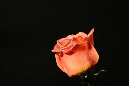 Foto de Hermosa flor de rosa sobre fondo oscuro. concepto de primavera. - Imagen libre de derechos