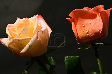 Téléchargez les photos : Belles roses sur fond sombre, concept d'été, vue rapprochée - en image libre de droit