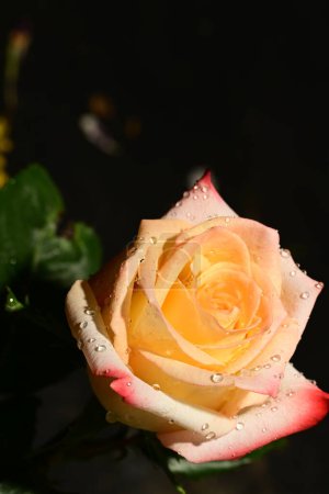 Téléchargez les photos : Belle rose sur fond sombre, concept d'été, vue rapprochée - en image libre de droit