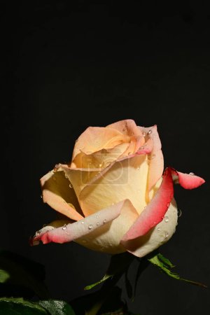 Photo for Beautiful rose on dark background, summer concept, close view - Royalty Free Image