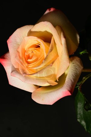 Téléchargez les photos : Belle rose sur fond sombre, concept d'été, vue rapprochée - en image libre de droit