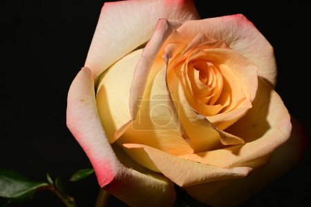 Foto de Hermosa rosa sobre fondo oscuro, concepto de verano, vista cercana - Imagen libre de derechos