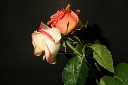 Téléchargez les photos : Belles roses sur fond sombre, concept d'été, vue rapprochée - en image libre de droit