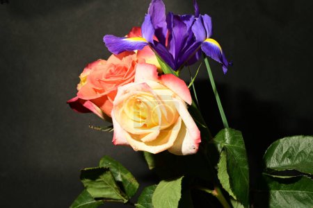 Foto de Hermoso iris y flores de rosas sobre fondo oscuro, concepto de verano, vista cercana - Imagen libre de derechos