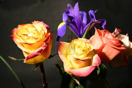 Foto de Hermoso iris y flores de rosas sobre fondo oscuro, concepto de verano, vista cercana - Imagen libre de derechos