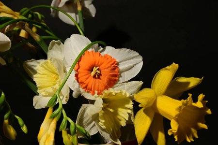 Téléchargez les photos : Gros plan de beau bouquet lumineux de fleurs sur fond sombre - en image libre de droit