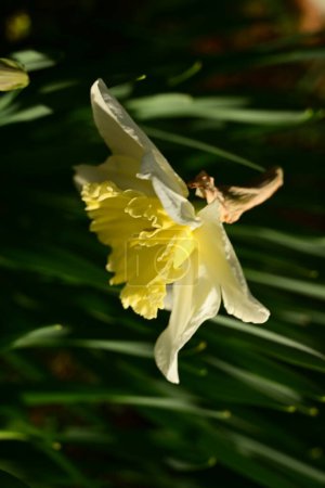Foto de Hermosas flores de narcisos en el jardín - Imagen libre de derechos