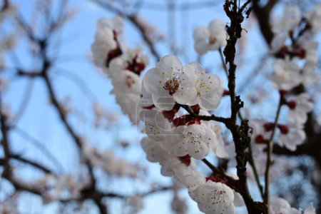 Téléchargez les photos : Belles fleurs blanches dans le jardin, fleur de pommier - en image libre de droit