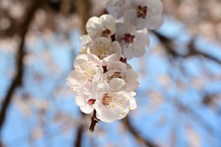Foto de Hermosas flores blancas en flor en el jardín, flor de manzano - Imagen libre de derechos