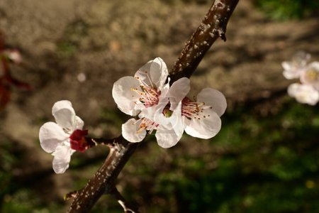 Foto de Hermosas flores blancas en flor en el jardín, flor de manzano - Imagen libre de derechos