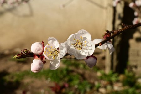 Foto de Hermosas flores blancas en el jardín, flor de manzano - Imagen libre de derechos