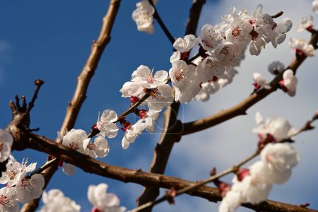 Foto de Hermosas flores blancas en el jardín, flor de manzano sobre fondo azul del cielo - Imagen libre de derechos