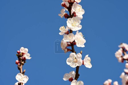 Foto de Hermosas flores blancas en el jardín, flor de manzano sobre fondo azul del cielo - Imagen libre de derechos