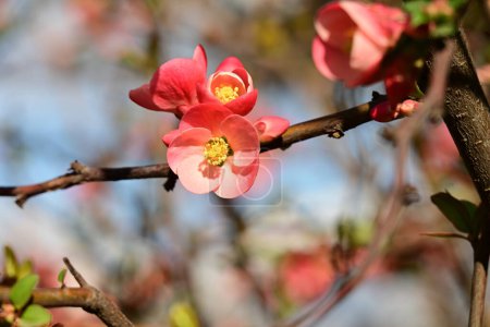 Téléchargez les photos : Belles fleurs roses fleurissent dans le jardin - en image libre de droit