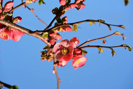 Foto de Hermosas flores rosadas florecen en el cielo azul - Imagen libre de derechos