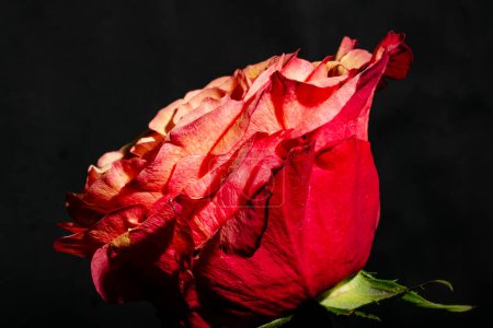 Foto de Hermosa rosa brillante, disparo de estudio - Imagen libre de derechos