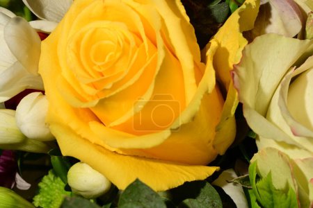 Photo for Close up of beautiful bright bouquet of roses - Royalty Free Image
