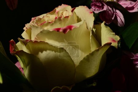 Foto de Hermosa rosa brillante, disparo de estudio - Imagen libre de derechos
