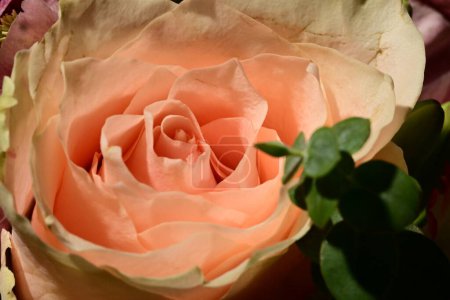 Téléchargez les photos : Belle rose lumineuse, plan studio - en image libre de droit