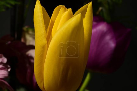Photo for Close up of beautiful bright spring bouquet of flowers - Royalty Free Image