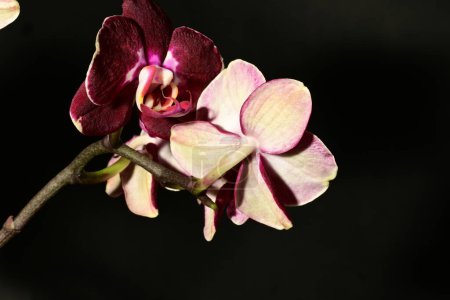 Photo for Close up of beautiful orchids,  flowers - Royalty Free Image