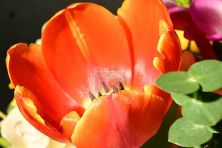 Foto de Hermoso ramo brillante de flores, plano de estudio - Imagen libre de derechos