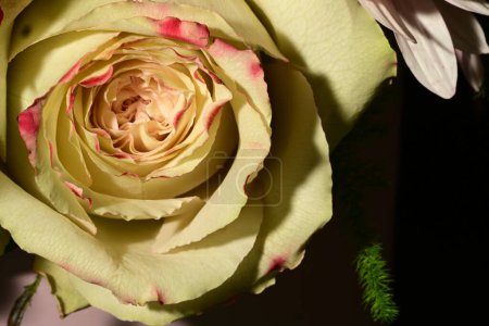 Téléchargez les photos : Gros plan de belle rose lumineuse - en image libre de droit