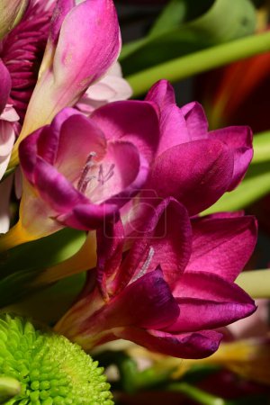 Téléchargez les photos : Gros plan de beau bouquet lumineux - en image libre de droit