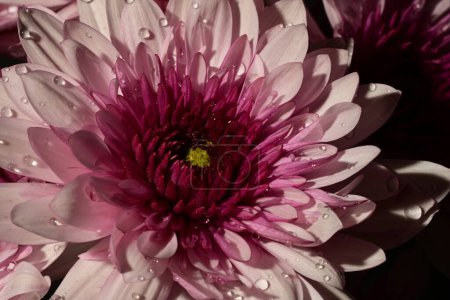 Téléchargez les photos : Gros plan de beau bouquet lumineux de chrysanthèmes - en image libre de droit