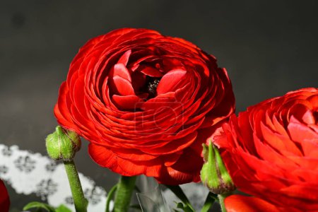 Téléchargez les photos : Gros plan de beau bouquet sur fond sombre - en image libre de droit